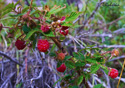 Rubus idaeus Linne